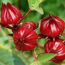 Roselle Flower seeds for Planting - Low Maintenance, Heirloom & GMO Free Seeds for Home Garden
Sale seeds for home garden