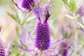 Purple Eryngium Flower seeds blooming in flower beds, containers, borders, and pollinator-friendly gardens