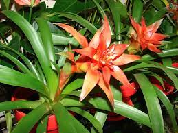 Hechtia Flower seeds blooming in flower beds, containers, borders, and pollinator-friendly gardens