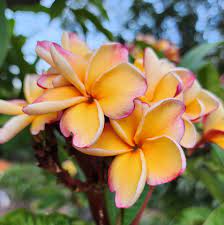 Peach Frangipani Flower seeds blooming in flower beds, containers, borders, and pollinator-friendly gardens