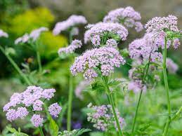 Chaerophyllum Flower seeds for Planting - Easy to Grow, Heirloom & GMO Free Seeds for Home Garden
Sale seeds for planting in home garden