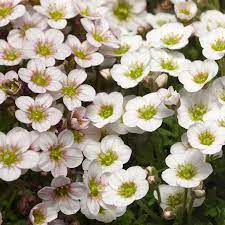 White Blush Saxifraga Flower seeds for Planting - Seasonal Bloomer, Heirloom & GMO Free Seeds for Home Garden
Sale seeds for planting in home garden