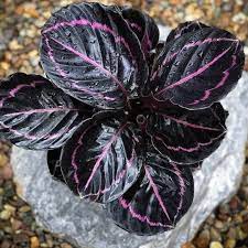 Black Calathea Flower seeds for Planting - Long Bloom Season, Heirloom & GMO Free Seeds for Home Garden
Sale seeds for home garden