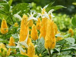 Yellow Pachystachys Lutea Flower seeds for Planting - Sun Loving, Heirloom & GMO Free Seeds for Home Garden
Sale seeds for planting in home garden