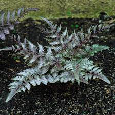 Japanese Painted Fern Flower seeds for Planting - Colorful Display, Heirloom & GMO Free Seeds for Home Garden
Sale seeds for home garden