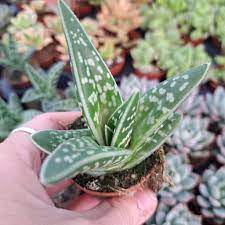 Green Aloe Variegata growing in home gardens, containers, raised beds, and outdoor landscapes