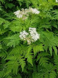 Cicely Myrrhis Odorata Flower seeds for Planting - Low Maintenance, Heirloom & GMO Free Seeds for Home Garden
Sale for planting in home garden.