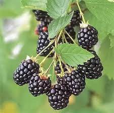 Dewberry or BlackBerry Flower seeds for Planting - Pollinator Friendly, Heirloom & GMO Free Seeds for Home Garden
Sale seeds for home garden