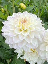 White Swan Dahlia Flower seeds for Planting - Easy to Grow, Heirloom & GMO Free Seeds for Home Garden
Sale seeds for planting in home garden