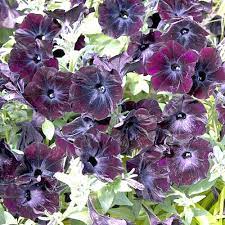 Petunia (Petunia Debonair) seeds for planting in home garden