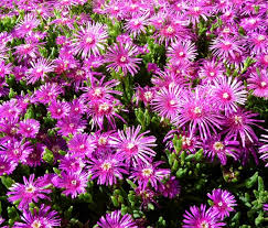 Pink Delosperma Flower seeds blooming in flower beds, containers, borders, and pollinator-friendly gardens