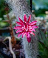 Hildewintera Colademononis- Monkey Tail Cactus growing in home gardens, containers, raised beds, and outdoor landscapes