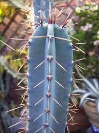 Blue Hankeanus Flower seeds for Planting - Wildflower Mix, Heirloom & GMO Free Seeds for Home Garden
Sale seeds for planting in home garden