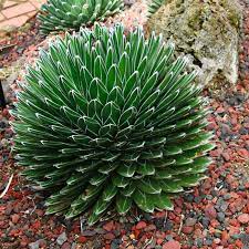 Green Agave Victoria Regina Flower seeds for Planting - Perfect for Borders, Heirloom & GMO Free Seeds for Home Garden
Sale seeds for home garden