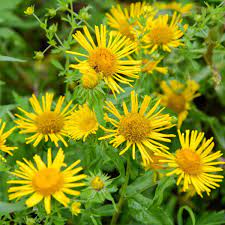 Enula Asteraceae Flower seeds blooming in flower beds, containers, borders, and pollinator-friendly gardens