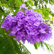Blue Jacaranda Mimosifolia Flower seeds for Planting - Drought Tolerant, Heirloom & GMO Free Seeds for Home Garden
Sale seeds for home garden