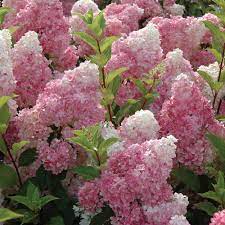 Purple Vanilla Fraise Flower seeds blooming in flower beds, containers, borders, and pollinator-friendly gardens