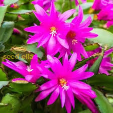 Violet Schlumbergera Flower Seeds for Planting – Heirloom NonGMO High Germination Organic Garden Seeds for Exotic Indoor Blooms
Sale