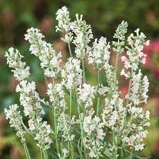 Lavender Flower seeds blooming in flower beds, containers, borders, and pollinator-friendly gardens