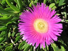 Carpobrotus Flower seeds for Planting - Cottage Garden Essential, Heirloom & GMO Free Seeds for Home Garden
Sale seeds for planting in home garden