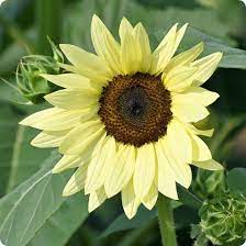 Yellow Lemon SunFlower seeds for Planting - Easy to Grow, Heirloom & GMO Free Seeds for Home Garden
Sale for planting in home garden.