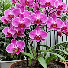 Slipper Orchid Flower seeds for Planting - Sun Loving, Heirloom & GMO Free Seeds for Home Garden
Sale for planting in home garden.