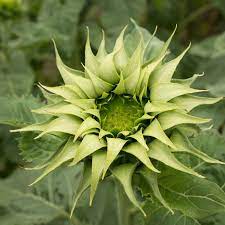 Green SunFlower seeds blooming in flower beds, containers, borders, and pollinator-friendly gardens