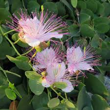 Blue Caper Flower seeds for Planting - Compact Growth, Heirloom & GMO Free Seeds for Home Garden
Sale seeds for planting in home garden