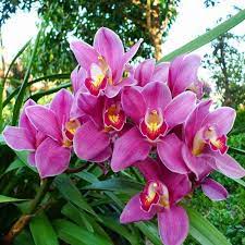 Nema Cymbidium Orchid Flower seeds blooming in flower beds, containers, borders, and pollinator-friendly gardens