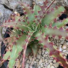 Hechtia Sp Tehuacan Flower seeds blooming in flower beds, containers, borders, and pollinator-friendly gardens