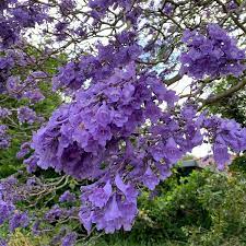 Purple Jacaranda Flower seeds for Planting - Bright Blooms, Heirloom & GMO Free Seeds for Home Garden
Sale seeds for home garden