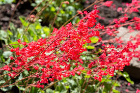 Red Coral Bells Flower seeds for Planting - Pollinator Friendly, Heirloom & GMO Free Seeds for Home Garden
Sale for planting in home garden.