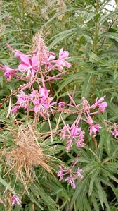 Willowherb Flower seeds for Planting - Fragrant Blossoms, Heirloom & GMO Free Seeds for Home Garden
Sale seeds for planting in home garden
