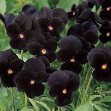 Black (Black Azalea) seeds for planting in home garden