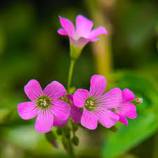 Pink Carpet Oxalis Seeds for Planting - Vibrant Perennial Flowers for Your Garden