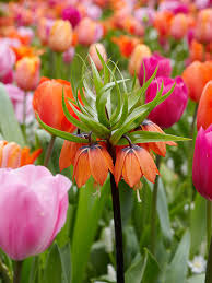 Mixed Imperial Wang Fritillaria Flower Seeds Wildflower Mix Heirloom NonGMO Organic Garden Seeds for Planting
Sale
