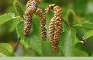 White Paper Birch Tree Seeds (Betula papyrifera) Seeds
