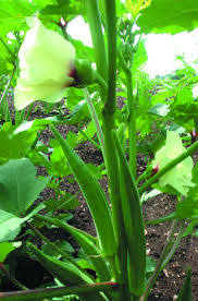 Orka Vegetable Seeds for Planting