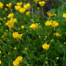 Yellow Buttercup Flower Seeds Planting Essentials