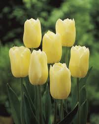 Yellow White Tulip Flower Seeds for Planting