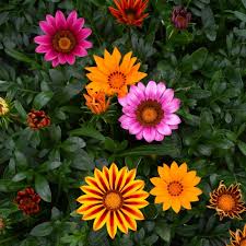 Yellow Red Gazania Rigens Flower seeds for Planting - Premium Quality, Heirloom & GMO Free Seeds for Home Garden