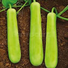 Green Bottle Gourd Vegetable Seeds for Easy Planting