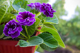 Green Gloxinia Flower Seeds Cottage Garden Essential Heirloom NonGMO Organic Garden Seeds for Planting
Sale