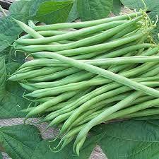 Green French Bean Slenderette Planting Seeds - 1 pcs
