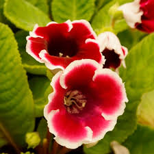Red Gloxinia Flower Seeds for Lush Blooms Easy Planting