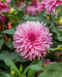 Dahlia Pink Flower Seeds for Planting Vibrant Blooms for Your Garden - Evergrowseeds