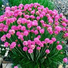 Mixed Joystick Flower Seeds - Perfect for Vibrant Planting