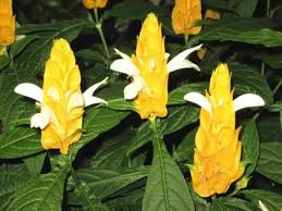 Yellow Pachystachys Lutea Flower Seeds for Planting and Gardening