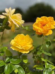 Dark Yellow Climbing Rose Seeds Low Maintenance Heirloom NonGMO Organic Garden Seeds for Planting
Sale for planting in home garden