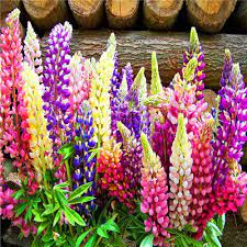 Castle Russell Lupine Seeds for Planting Lupinus Polyphyllus flower bed wild garden